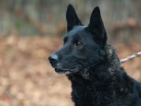 Elvis - sucht ein Zuhause als Prinz