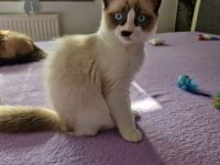 Reinrassiges Ragdoll Mädchen