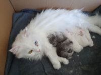 Katzenbabys suchen neues Zuhause!