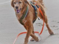 Epagneul Breton ausgewachsen in Berlin kaufen & verkaufen // Snautz.de