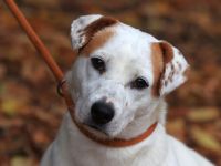 Rusty - braucht hundeerfahrene Menschen