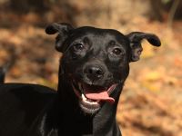 Paul - sucht hundeerfahrene Menschen mit Hundekumpel