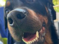 Pablo sucht ein neues Zuhause