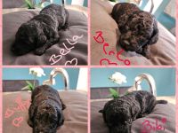 Black Doodle Pudel Mädels im August auf Körbchensuche