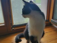 Junge Katze sucht dringend ein neues Zuhause.