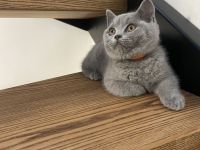 BKH Kitten mit Stammbaum reinrassig, geimpft