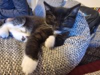 4 Junge Kater suchen ihr Zuhause