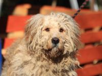 Ole - sucht eine Familie mit großem Garten