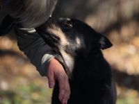 Wolf - braucht hundeerfahrene Menschen