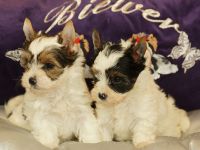 Wunderschöne Biewer Yorkshire Terrier Welpen suchen neues Kuschelkörbchen