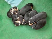 Reinrassige Bernersennenhundwelpen mit Papiere zu verkaufen