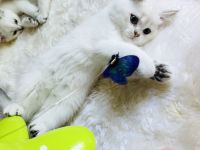 Bkh Abgabebereit Silver / Schoko shaded mit blauen Augen