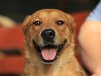 Shari - sucht hundeerfahrene Menschen mit Geduld