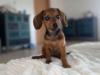 Wunder hübsches Dackel Weibchen