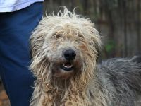 Zita - ist eine sehr freundliche Hündin