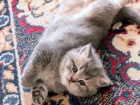 Wunderbarer BKH Kater