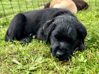 Liebe Labrador Welpen oder Labbi Welpen aus liebevoller Hand