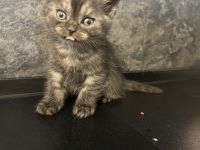 BkH Babykatze zu verkaufen