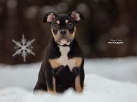 American Bully Welpen Abgabebereit vollständig geimpft mit ABKC Papiere