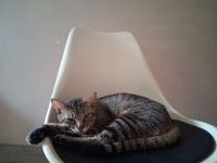 Kater , getigert
