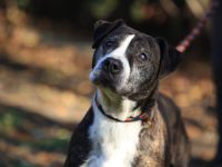 Frieda - sucht außerhalb von Deutschland einen Gnadenplatz