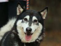 Kati - sucht einen Platz als Einzelprinzessin - ist auf Pflegestelle in Hamburg