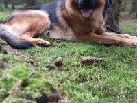 Deutscher Schäferhund