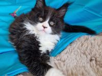 Maine Coon Kitten mit Stammbaum