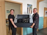 Abgabebereit- Labbi Welpen suchen ein neues Zuhause