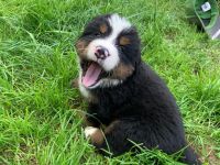 Bernersennenhund Welpen