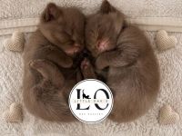 Little Oak‘s
