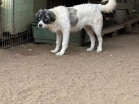 Marcy - kein Hund für jeden, aber für dich vielleicht genau der Richtige