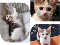 Ivy Maine-Coon-Mix geimpft/gechipt