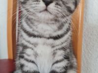 Letztes Bkh Kitten sucht ein Zuhause