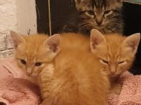 Katzen Bkh Kitten Katze baby cat tiger rot