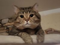 BKH Deckkater Mackerel Tabby (getigert)