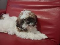 Shih-tzu zu verkaufen