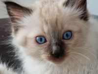 Ragdoll Kitten reinrassig mit Ahnentafel