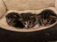 Bengal Mix Kätzchen/Kitten