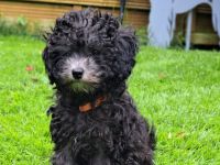 Toy-Pudelwelpen   silber