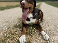 Anton, 6-jähriger Appenzeller Sennenhund