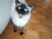 Siam Katze