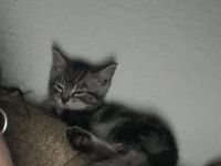 Bkh mischling Bengal Kater