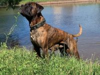 Deutscher Boxer Wurfankündigung 08/24