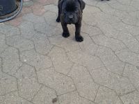 Cane corso welpen mit Papieren