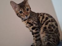 Bengal Katze Lira sucht ein liebevolles Zuhause