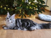 Maine coon kitten mit stammbaum