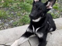 Osteuropäische Schäferhündin - 8 Monate alt