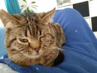 Krümel sucht ein Zuhause