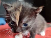 Dreifarbige Glückskatzen